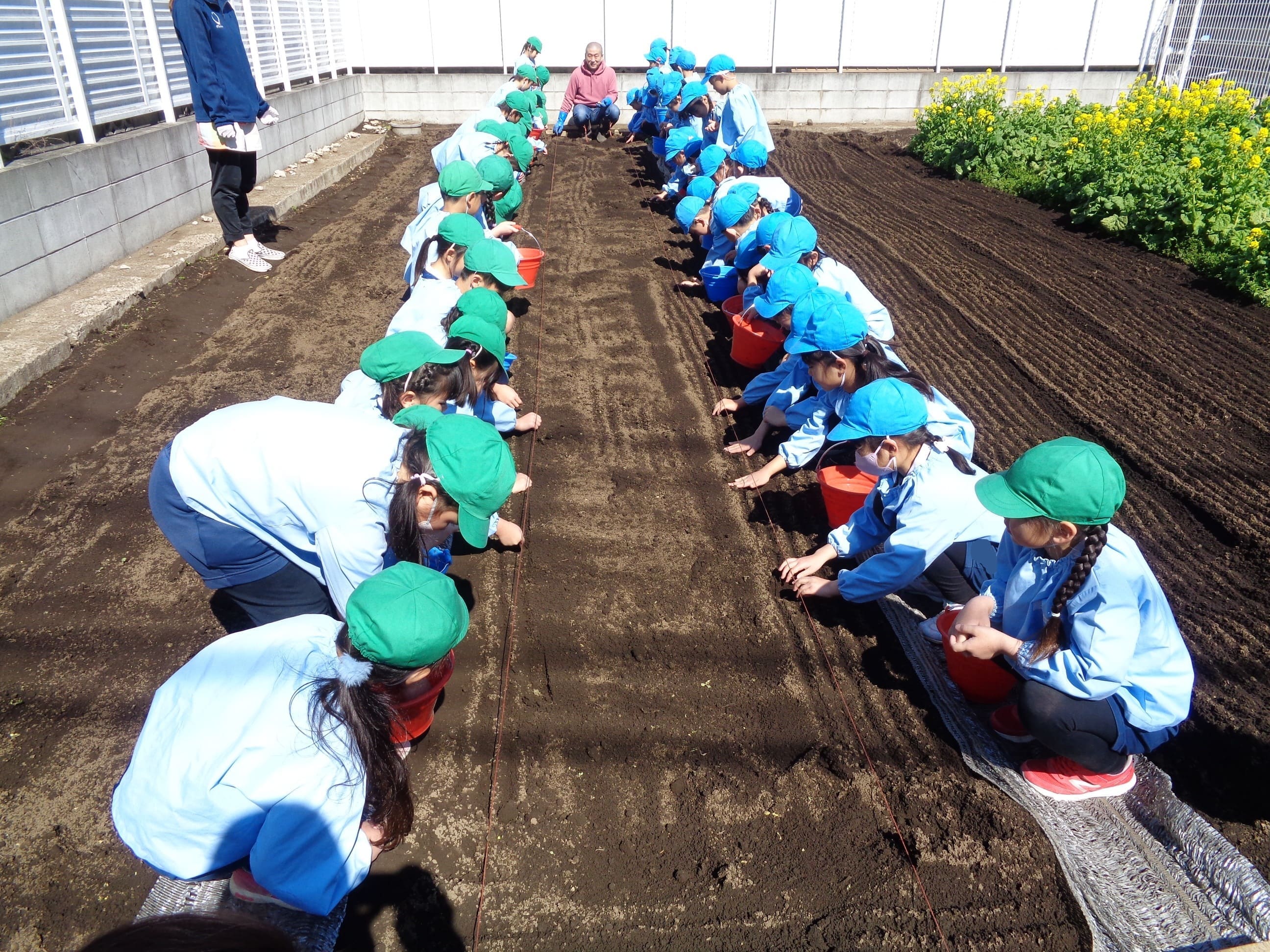年長そら組　幼稚園生活　最後の畑の活動でした